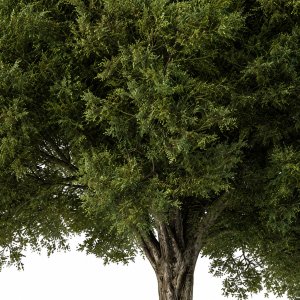 Tree Green Maple - Set 99
