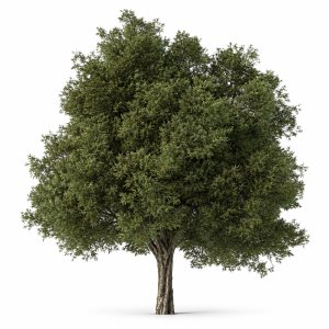 Tree Green Maple - Set 99
