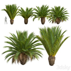 New Plant High detail Phoenix Canariensis Decorative Garden Small
