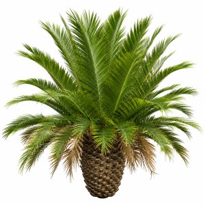 New Plant High detail Phoenix Canariensis Decorative Garden Small
