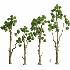 New Plant High detail Cinnamomum Camphora Decorative