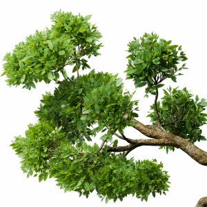 New Plant High detail Cinnamomum Camphora Decorative