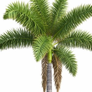 New Plant High detail Roystonea Regia