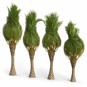 New Plant High detail Phoenix Canariensis Washingtonia Robusta