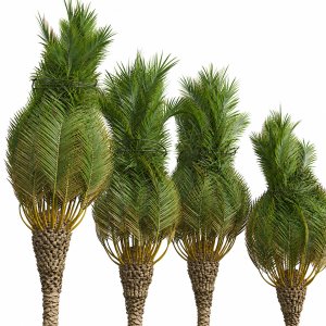 New Plant High detail Phoenix Canariensis Washingtonia Robusta