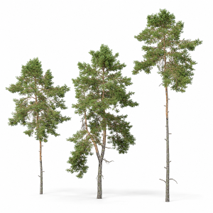 Pinus sylvestris 05