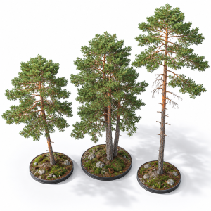 Pinus sylvestris 05