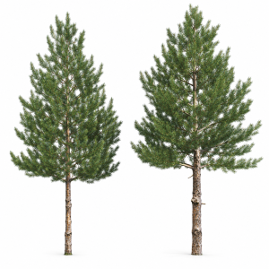 Pinus Sylvestris 33