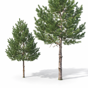 Pinus Sylvestris 33