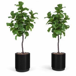 Plants collection ficus lyrata