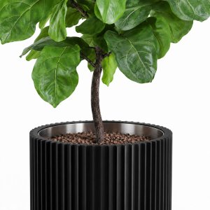 Plants collection ficus lyrata