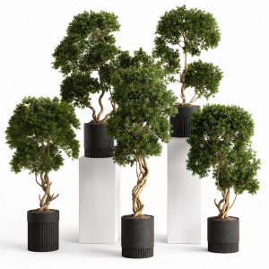 Plants collection 743
