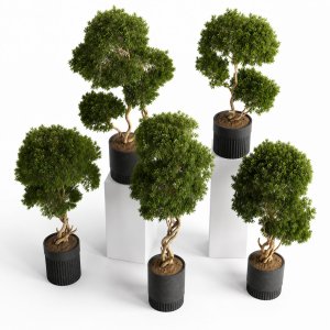 Plants collection 743