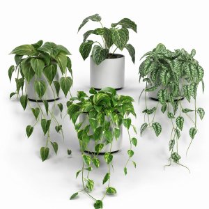 Plants on shelf 04
