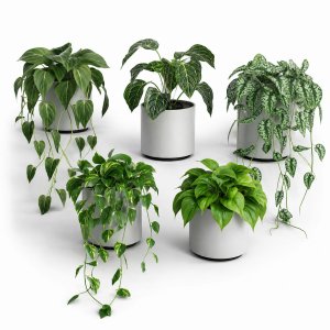 Plants on shelf 04