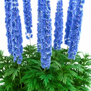 Delphinium