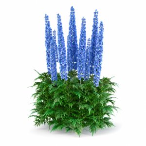 Delphinium