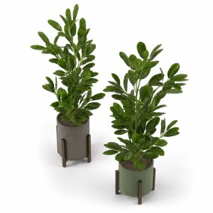 Indoor Plants Collection - Set 462