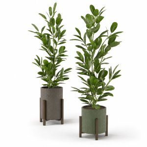 Indoor Plants Collection - Set 462