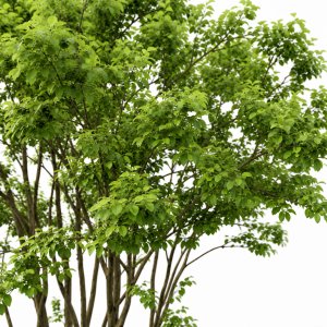 Amelanchier #4