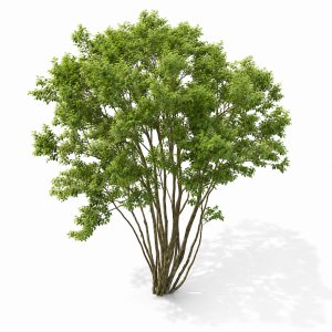Amelanchier #4
