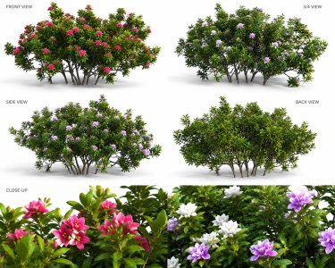 Rhododendron - Impatiens sodenii 02