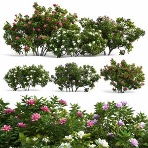 Rhododendron - Impatiens sodenii 02