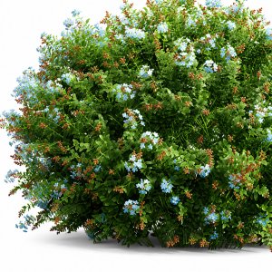 New Plant Ceratostigma Plumbaginoides Bleiwurz Bush