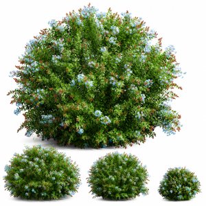 New Plant Ceratostigma Plumbaginoides Bleiwurz Bush