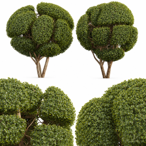 New Plant Ficus Concinna Bonsai Pruned16