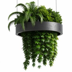 Hanging plant - indoor plant 292