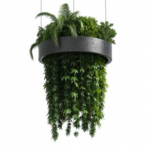 Hanging plant - indoor plant 292