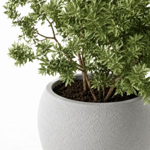 Collection indoor outdoor plant 288 plant tree vase dirty concrete