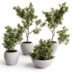 Collection indoor outdoor plant 288 plant tree vase dirty concrete
