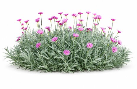 Carnation greyish-blue flowers  Dianthus gratianopolitanus