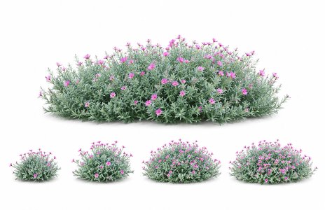 Carnation greyish-blue flowers  Dianthus gratianopolitanus
