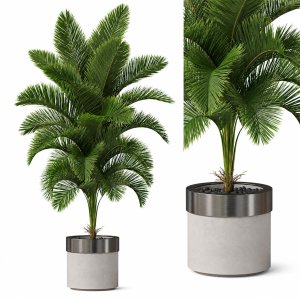 Plants collection 831