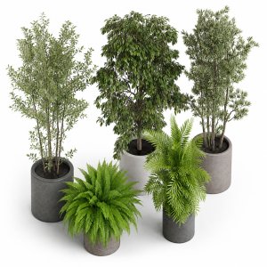 Plants collection 922