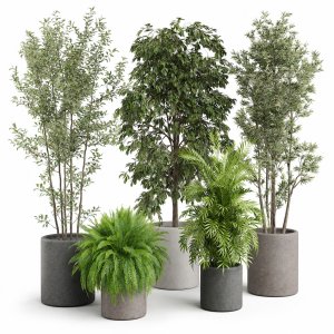 Plants collection 922