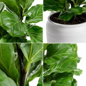 Potted Ficus Lyrata