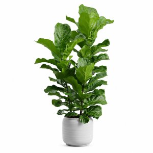Potted Ficus Lyrata