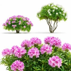 Rhododendron hybrid bushes  Rhododendron hybrida