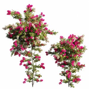 Bougainvillea plant set 65