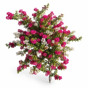 Bougainvillea plant set 65